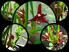 Max tenuifolia?  have my doubtsl ...-maxillaria-tenuifolia-bloom-may2014-jpg