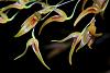 Pleurothallis (Specklinia) picta-img_6061-jpg