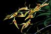 Pleurothallis (Specklinia) picta-img_6038-jpg