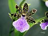 zygopetalum-zygopetalum-orchid-shelly-obrien-jpg