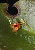 Lepanthes rutrum-img_6460-jpg