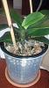 Drop-potting a Phal into a different pot type-october-3-img_20141003_103110_014-jpg
