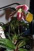 Paph. 'President Fred'-paph-president-fred-2nd-bloom-incl-plant-jpg