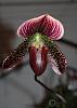 Paph. 'President Fred'-paph-president-fred-2nd-bloom-close-jpg