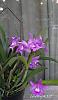 My blooming orchids~-neo1-jpg