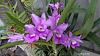 My blooming orchids~-neo4-jpg