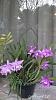 My blooming orchids~-neo2-jpg