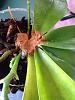Treating Crown Rot on Phalaenopsis-image-jpg