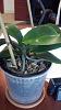 Strange blemishes on new phal leaf-october-13-img_20141013_140946_818-jpg