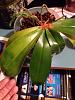 Treating Crown Rot on Phalaenopsis-image-jpg