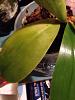 Treating Crown Rot on Phalaenopsis-img_2626-jpg