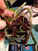 Treating Crown Rot on Phalaenopsis-unnamed-jpg