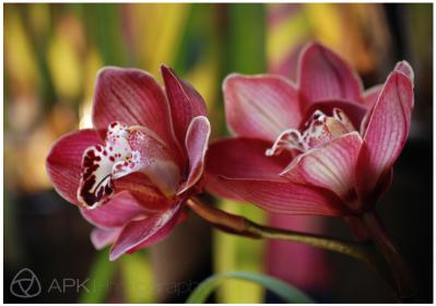 Help with identification of an unusual looking Pink Cymbidium Orchid-screen-shot-2014-10-17-12-34-52-am-jpg