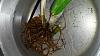 dendrobium roots healthy or not-newbie-1413505205155-908104306-jpg