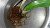 dendrobium roots healthy or not-newbie-1413505288114744864360-jpg