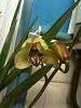 Unidentified orchid-image-jpg