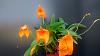 Masdevallia Southern Sun-img_20141019_104242332-1-jpg