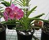 Mokara Chao Praya Boy 'Blue Boy' &amp; Vanda_Sawanan_Pink-vanda_sawanan_pink-jpg