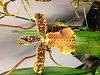 What type of Orchid is this?-photo-19-jpg
