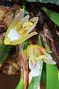 Maxillaria uncata-img_7551-jpg