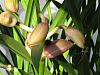 Cymbidium flowers are stuck!-img_3910-jpg