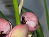 Cymbidium flowers are stuck!-img_3949-jpg