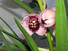 Cymbidium flowers are stuck!-img_3954-jpg