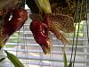 Coryhopea Red Martian-final-backberry-import-004-jpg