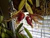 Coryhopea Red Martian-final-backberry-import-005-jpg