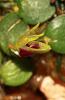 Barbosella orbicularis-img_7967-jpg