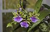 Zygopetalum Adelaide Meadows 'Brabum' x Ptpm. Matthina 'Elizabeth' questions-alantuckerara-blooms-jpg