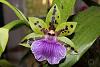 Zygopetalum Adelaide Meadows 'Brabum' x Ptpm. Matthina 'Elizabeth' questions-alantuckerara-sgl-bloom-close-jpg