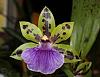 Zygopetalum Adelaide Meadows 'Brabum' x Ptpm. Matthina 'Elizabeth' questions-alantuckerara-sgl-bloom-close-2-jpg