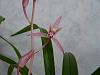 Cymbidium Fever-cym-ensifolium-shi-chang-hong_95-jpg