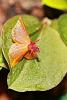 Lepanthes calodictyon x Lepanthes telipogoniflora-img_8293-jpg