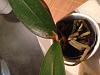 Phalaenopsis no ID crown rot with possible new basal growth - will it survive?-image-jpg
