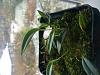 mini orchid ID (Pleurothallis or Pleurothallid?)-photo-1-jpg