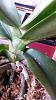 brown spots on orchid leaves please help-20141120_121023-jpg