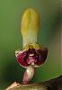 Bulbophyllum falcatum-mega-falcatum-jpg