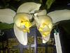 Stanhopea tricornis-stufff-017-jpg