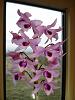 Wintering and dormancy with S-H/LECA culture-dendrobium-anosmum-bloom-4-17-2014-jpg