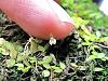 Truly tiny Miniature species?-6530482145_bb6258e386-jpg