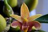 Bulbophyllum lobbii Malacca form-nikon-import-032-jpg