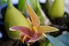 Bulbophyllum lobbii Malacca form-nikon-import-033-jpg