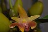 Bulbophyllum lobbii Malacca form-nikon-import-035-jpg