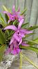 My blooming orchids~-neo2-jpg