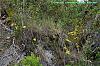 Tolumnia compressicaulis in Hispaniola-tolumnia-compressicaulis-habitat-2-jpg