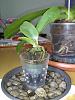 cattleya seedling care and potting-image-77a33af7adcd0c0ad77af8a3e06d3df92a5cbf33dd14bf55501e3d3db0ba2fd6-jpg