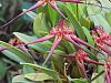 Bulbophyllum collettii-dscn1599-jpg