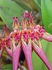 Bulbophyllum collettii-dscn1606-jpg